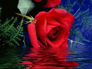 Beautiful red rose