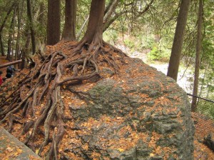 roots on rocks